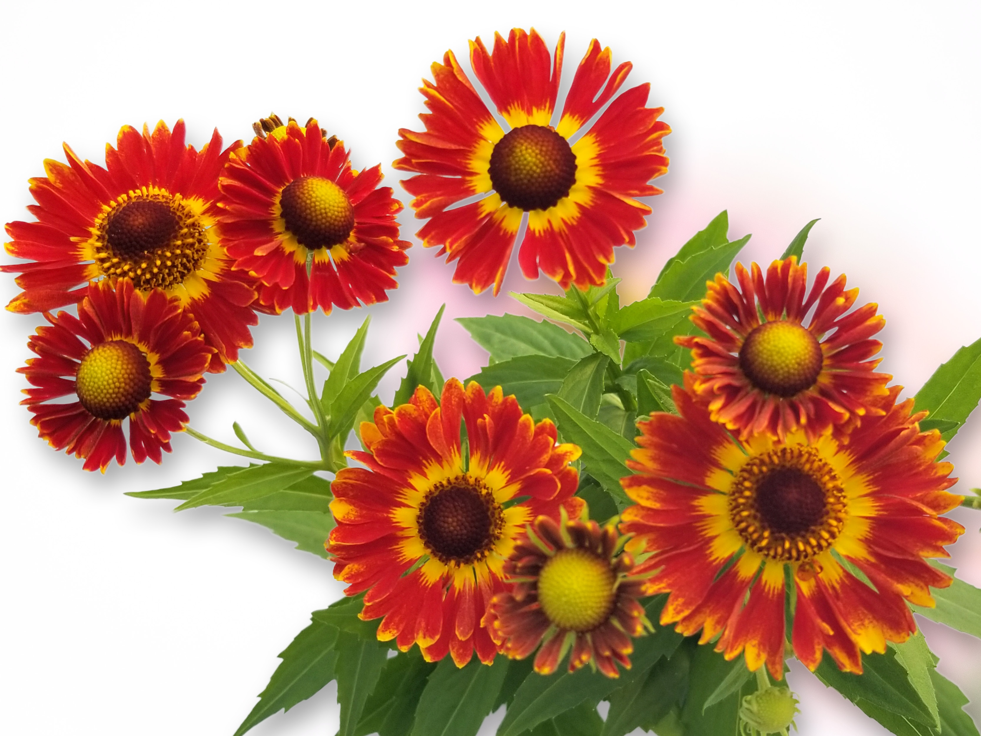 Heleniums